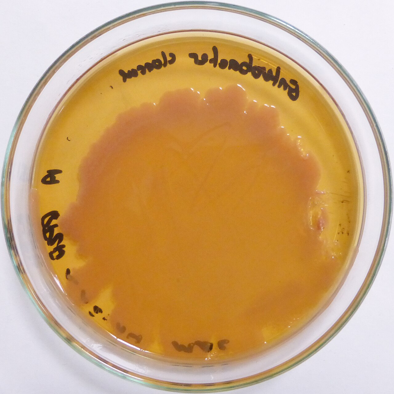 Petri dish showing bacterial colony growth