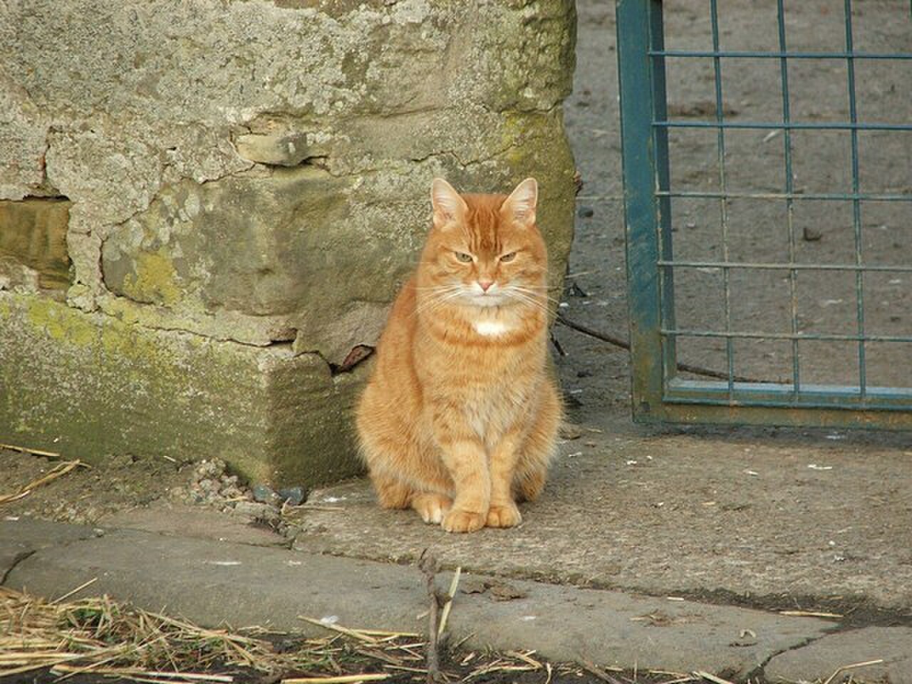 A domestic cat outdoors