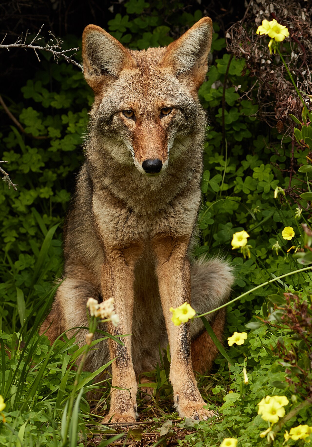 An urban coyote standing on a residential street at dusk