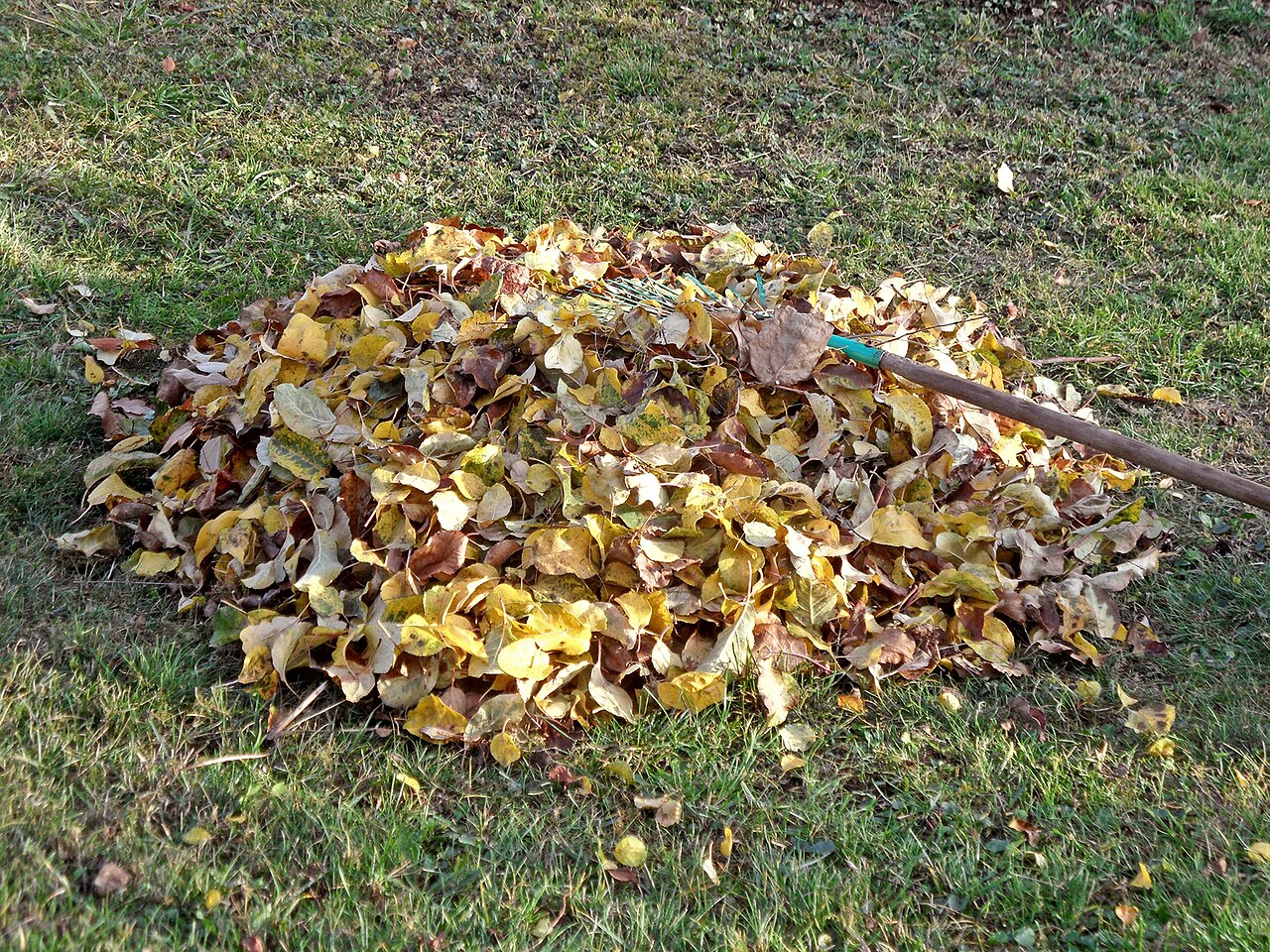 A raked pile of fall leaves on a lawn, bagged for collection