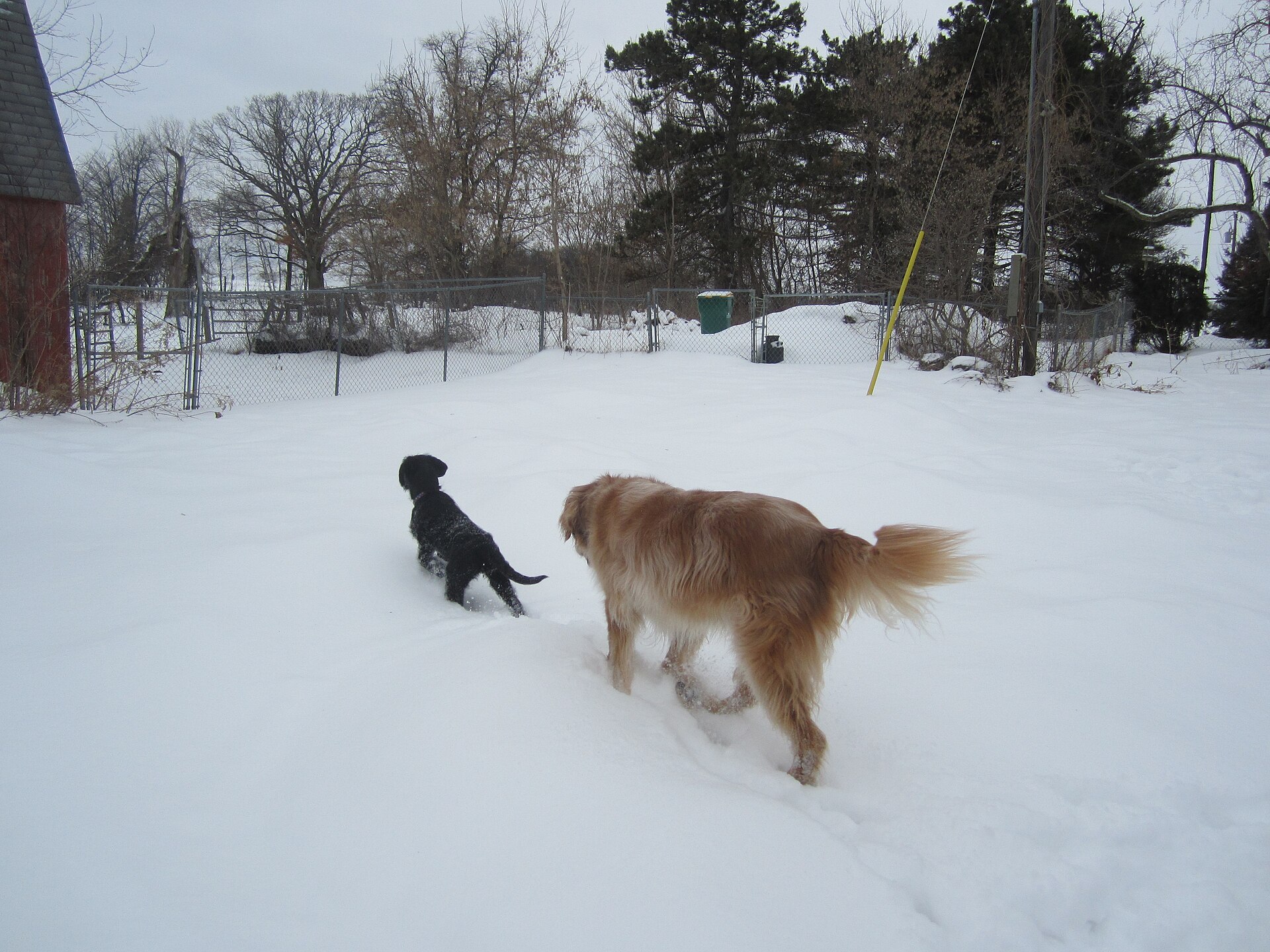 A golden retriever exploring the backyard near residential trash storage