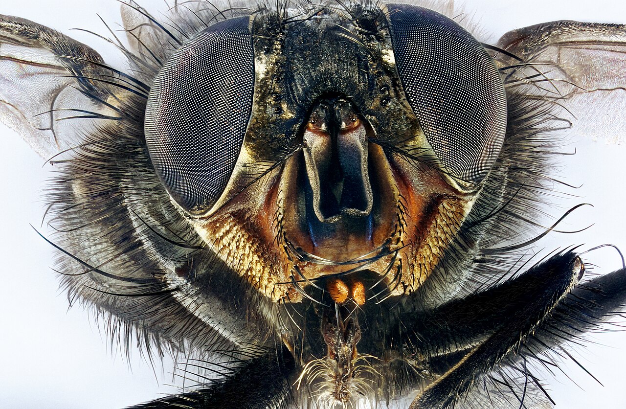 Close-up of a housefly — the adult of the maggot life cycle