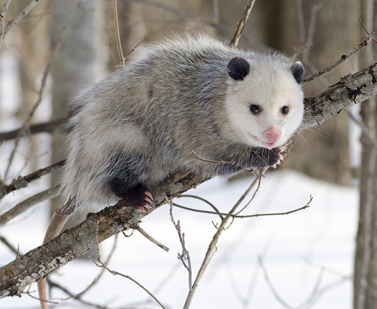 A Virginia opossum — North America's only marsupial and a frequent garbage visitor