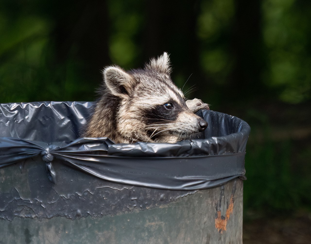 A raccoon exploring a residential garbage can