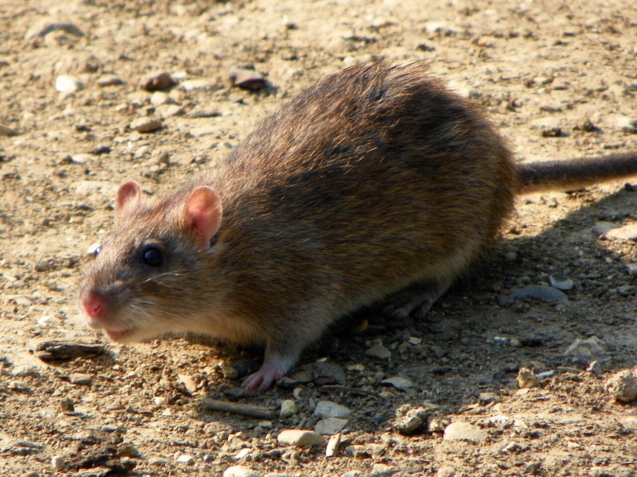 A brown rat (Rattus norvegicus), the species common to Kansas City and Missouri