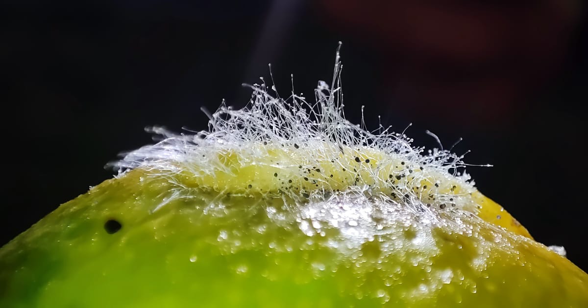 Fuzzy white mold growing on the surface of a lemon